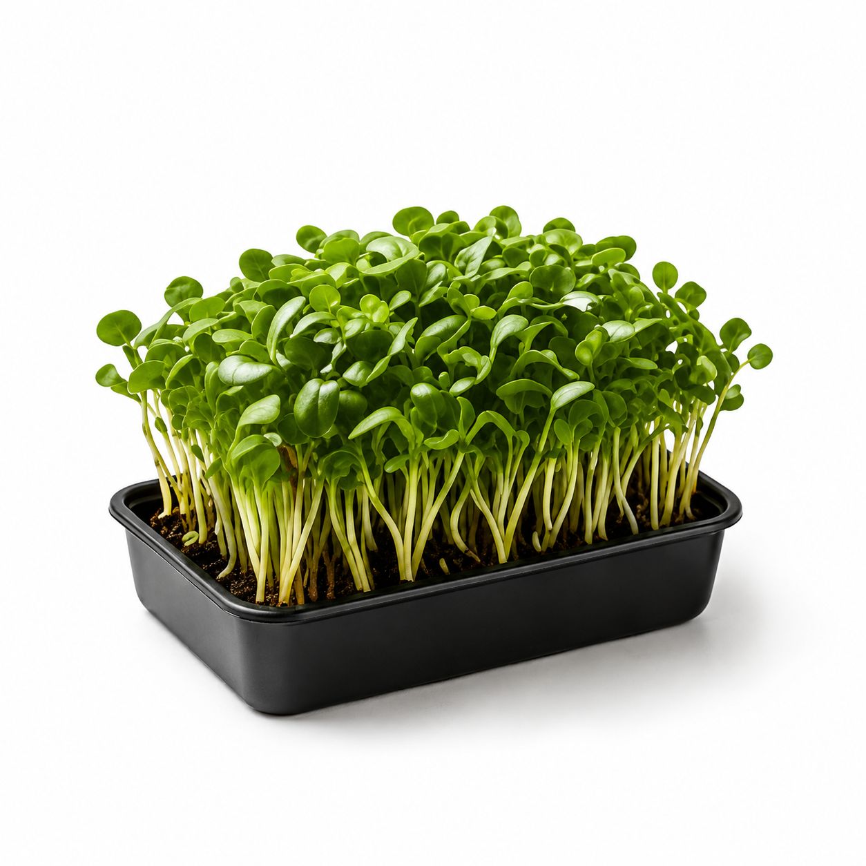 Wheatgrass Powder